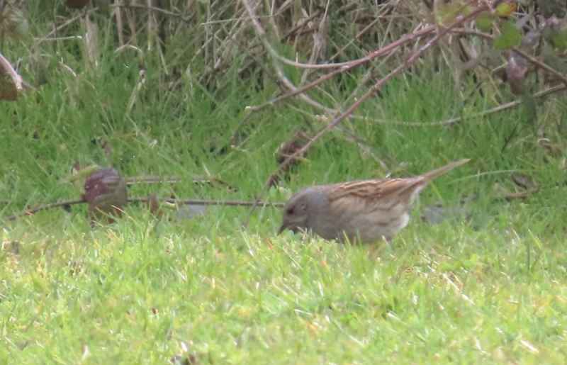Dunnock